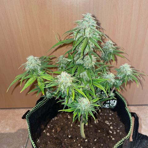 Wedding Cake Automatic growlog timeline photo