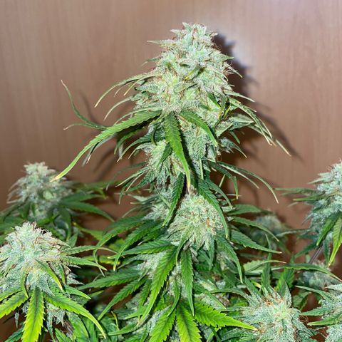 Wedding Cake Automatic growlog timeline photo