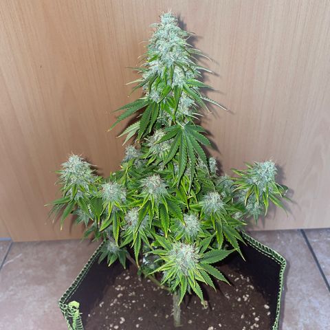 Cookies Gelato growlog timeline photo