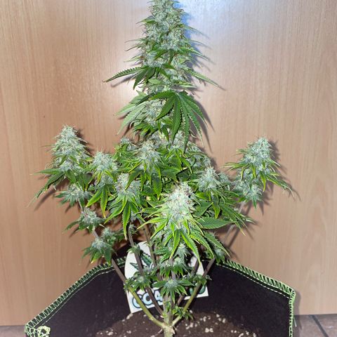Cookies Gelato growlog timeline photo