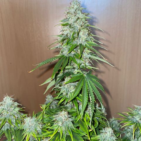 Cookies Gelato growlog timeline photo