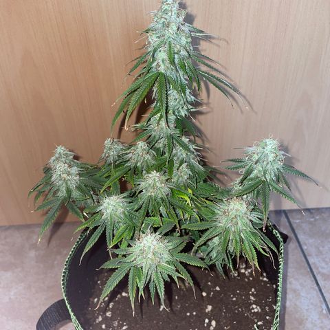 HulkBerry Automatic growlog timeline photo