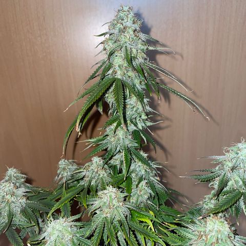 HulkBerry Automatic growlog timeline photo