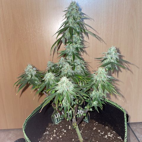 HulkBerry Automatic growlog timeline photo