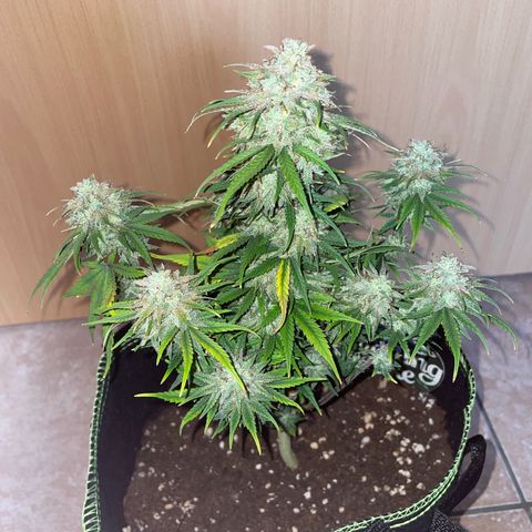 Wedding Cake Automatic growlog timeline photo