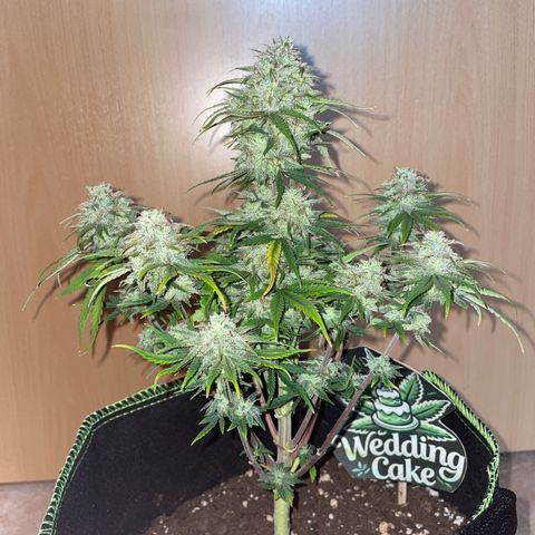 Wedding Cake Automatic growlog timeline photo