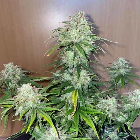 Wedding Cake Automatic growlog timeline photo