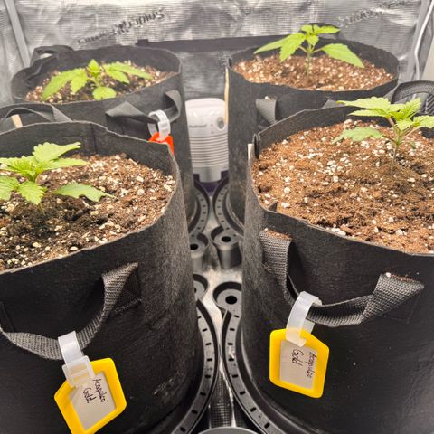Acapulco Gold growlog timeline photo
