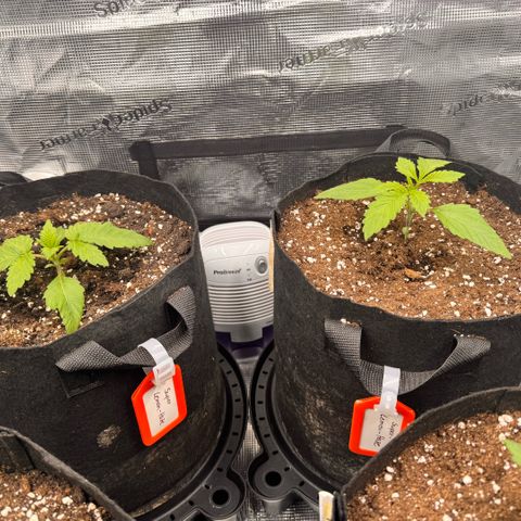 Super Lemon Haze growlog timeline photo
