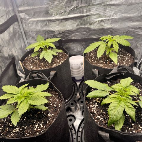 Acapulco Gold growlog timeline photo