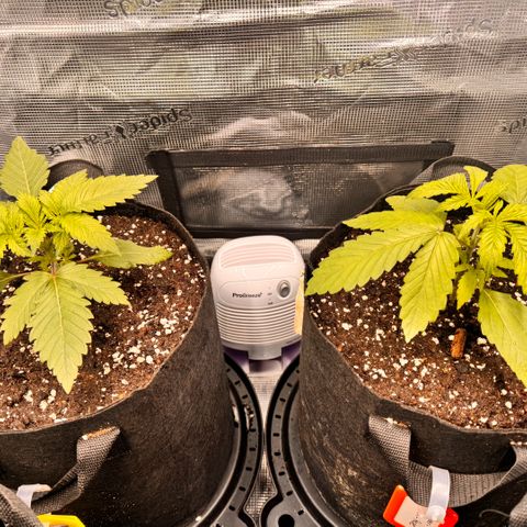 Super Lemon Haze growlog timeline photo