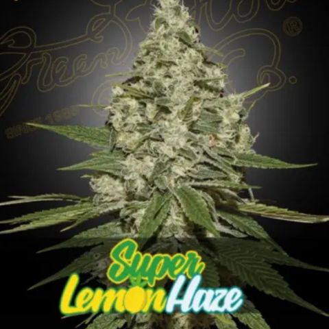 Super Lemon Haze growlog timeline photo