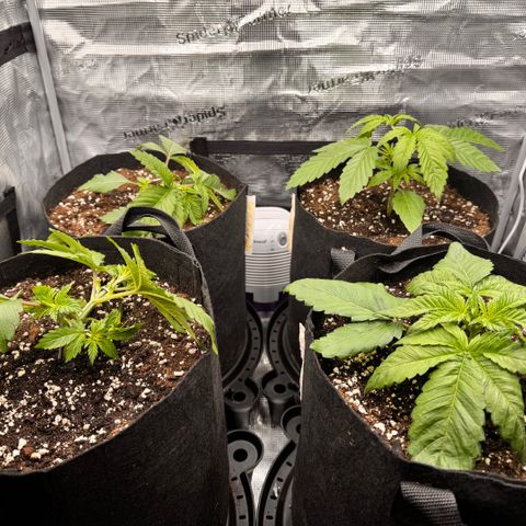 Acapulco Gold growlog timeline photo