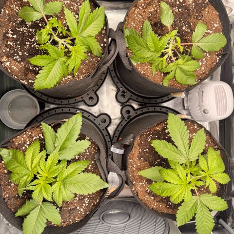 Super Lemon Haze growlog timeline photo