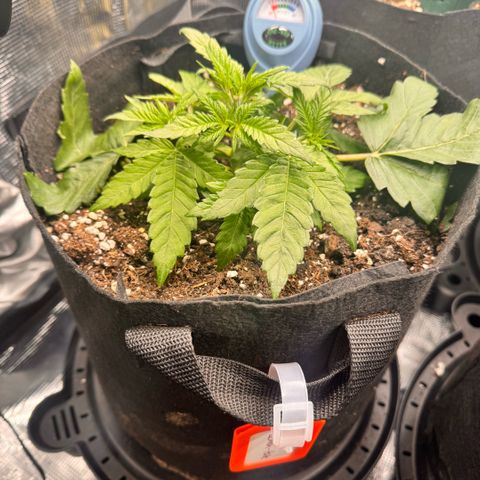 Super Lemon Haze growlog timeline photo