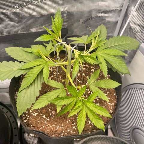 Super Lemon Haze growlog timeline photo