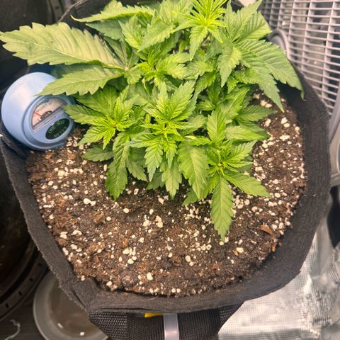 Acapulco Gold growlog timeline photo