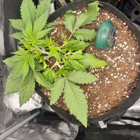 Acapulco Gold growlog timeline photo
