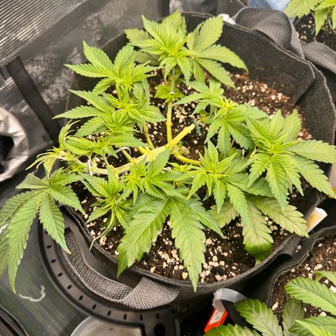 Super Lemon Haze growlog timeline photo