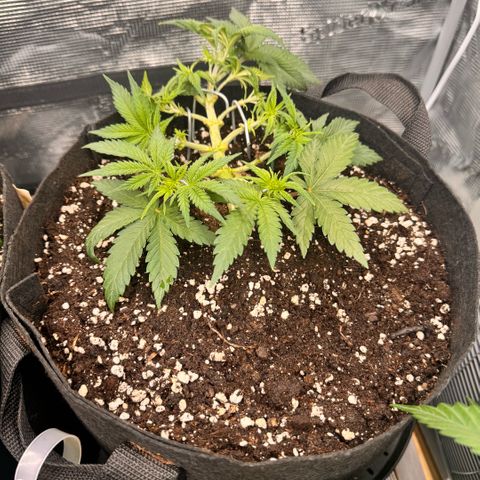 Acapulco Gold growlog timeline photo