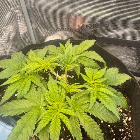 Acapulco Gold growlog timeline photo