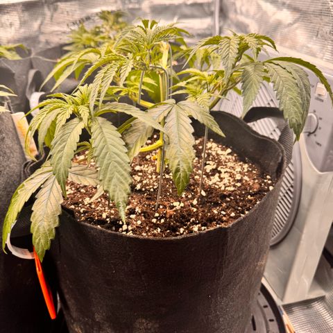 Super Lemon Haze growlog timeline photo