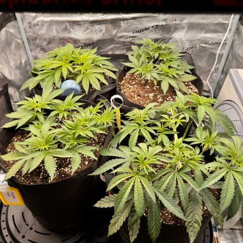 Acapulco Gold growlog timeline photo
