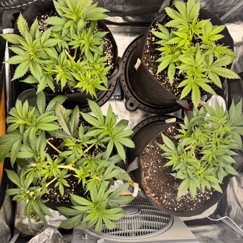 Super Lemon Haze growlog timeline photo