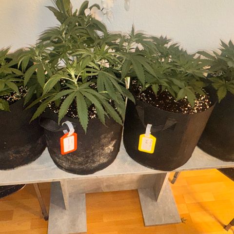 Super Lemon Haze growlog timeline photo