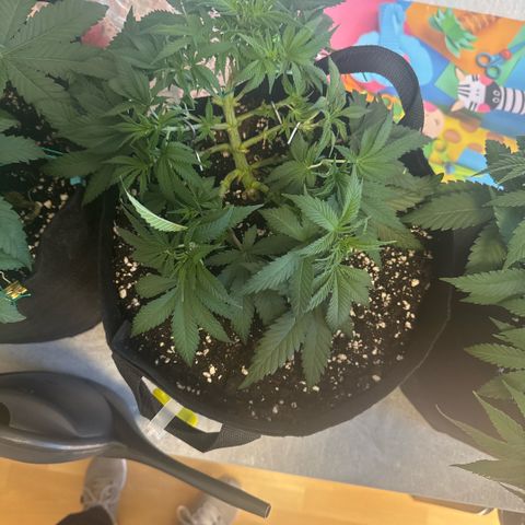 Acapulco Gold growlog timeline photo