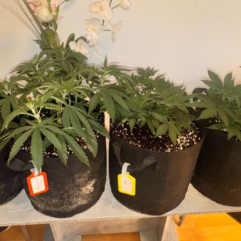Acapulco Gold growlog timeline photo