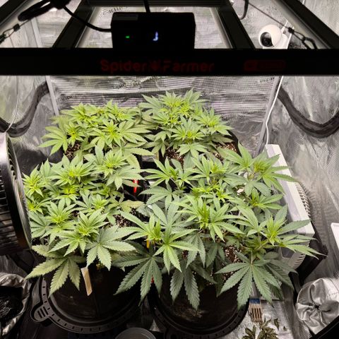 Acapulco Gold growlog timeline photo