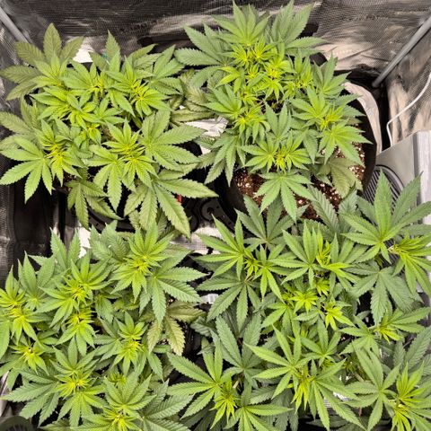Acapulco Gold growlog timeline photo