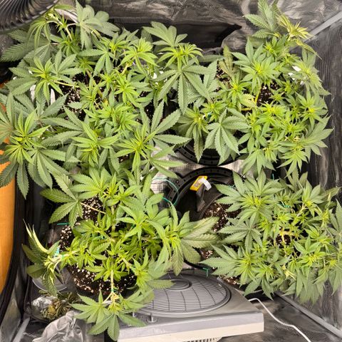 Acapulco Gold growlog timeline photo