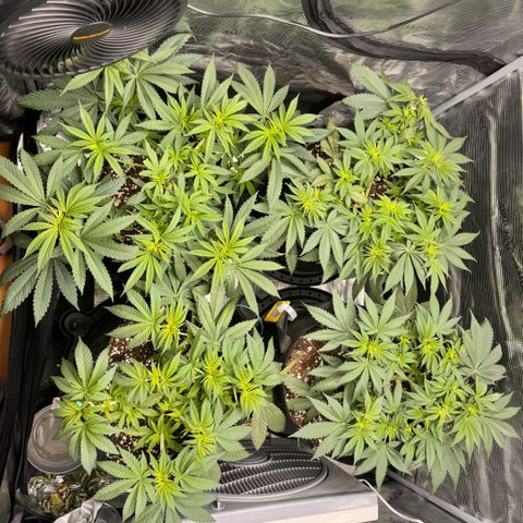 Acapulco Gold growlog timeline photo