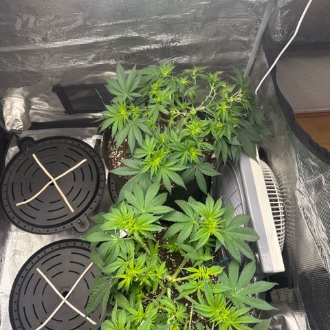 Acapulco Gold growlog timeline photo