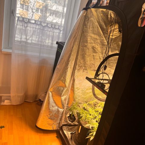 Acapulco Gold growlog timeline photo