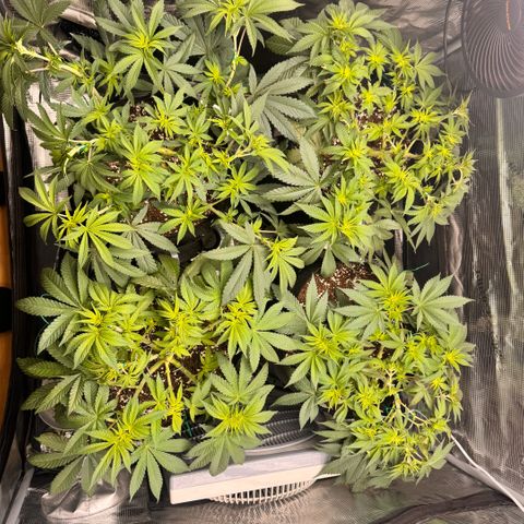 Acapulco Gold growlog timeline photo