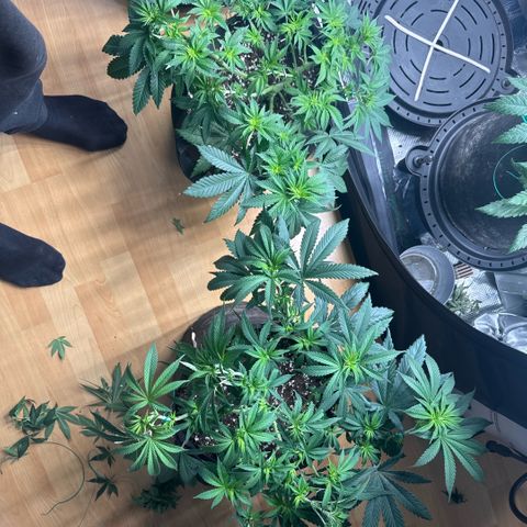 Acapulco Gold growlog timeline photo