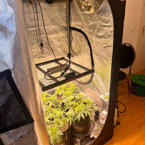 Acapulco Gold growlog timeline photo