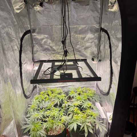 Acapulco Gold growlog timeline photo