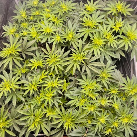 Acapulco Gold growlog timeline photo