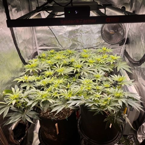 Acapulco Gold growlog timeline photo