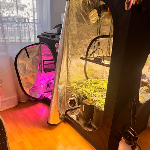Super Lemon Haze growlog timeline photo