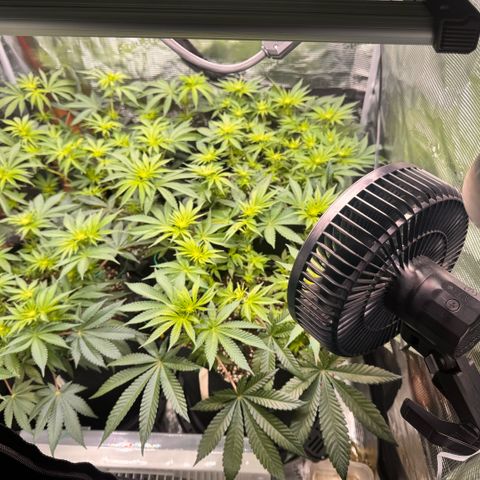 Super Lemon Haze growlog timeline photo