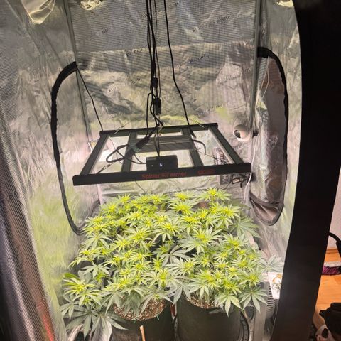 Super Lemon Haze growlog timeline photo