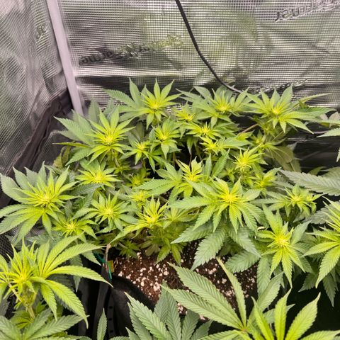 Super Lemon Haze growlog timeline photo
