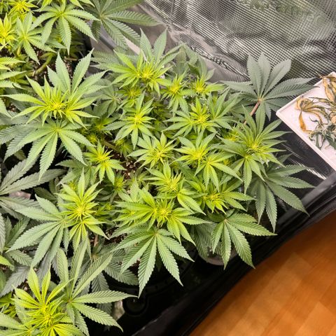 Super Lemon Haze growlog timeline photo