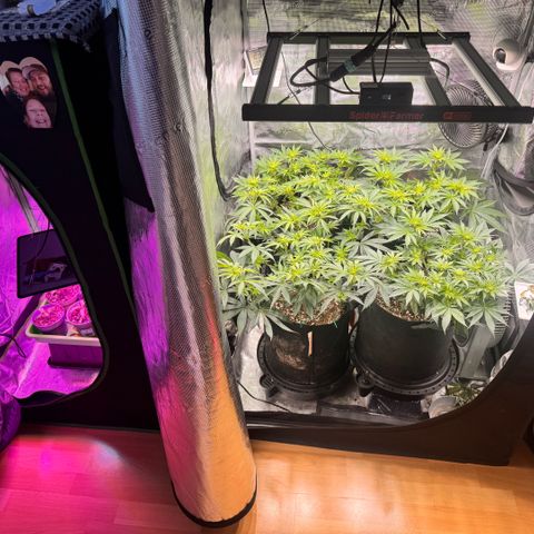 Acapulco Gold growlog timeline photo