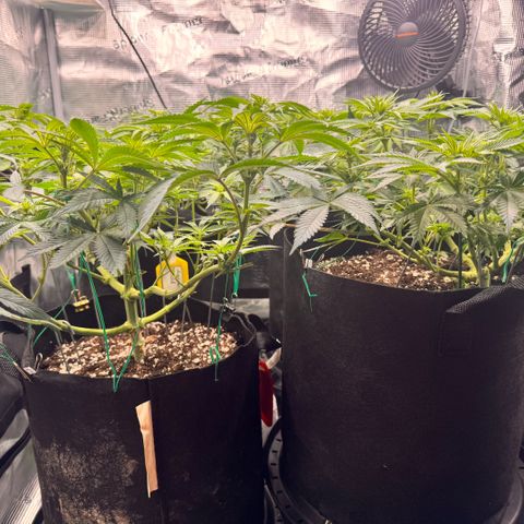 Acapulco Gold growlog timeline photo